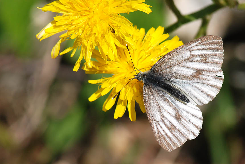 Pieris molto scura - Pieris bryoniae